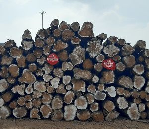 156 pcs ghana teak wood round logs