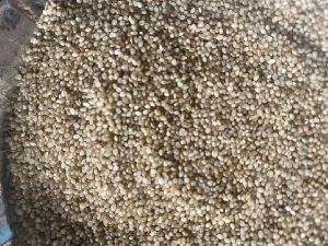 Unpolished Barnyard Millet Seeds