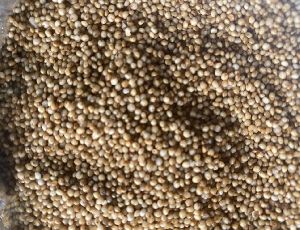 Unpolished Kodo Millet Seeds