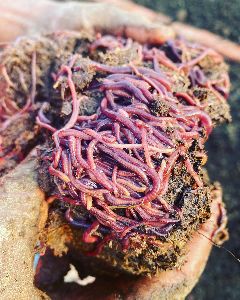 Composting Earthworms Esienia Fetida