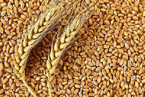 wheat grain