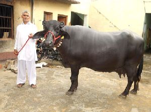 murrah bull