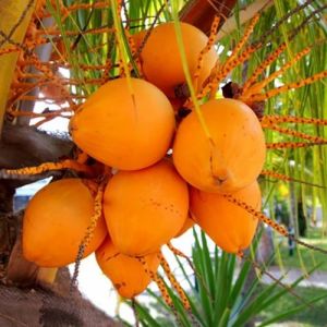 Fresh Orange Tender Coconut