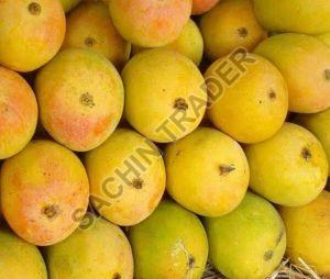 Devgad Mango