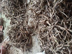 Teak root (sagaun root)