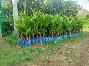 dj coconut plant