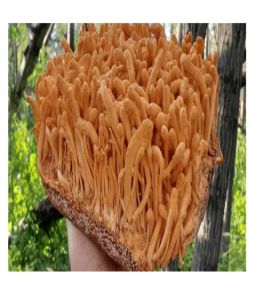 Winter Worm Mushroom