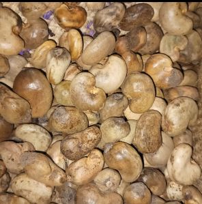 Raw cashew nuts of Benin origin , crop year 2023, LBS 47 