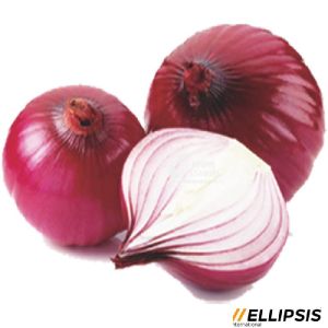 Export Quality Onion