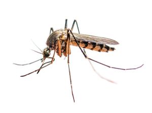 integrated mosquito management