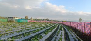 strawberry plants