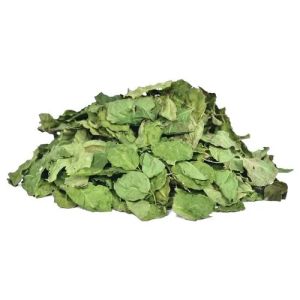 Green Dry Moringa Leaves