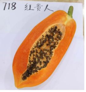 Hybrid Papaya Seeds