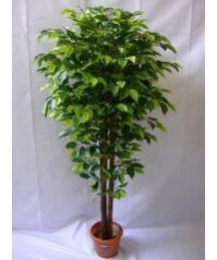 Ficus Benjamin Plant