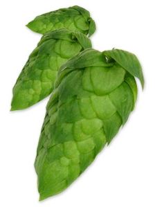 Cascade Hop Leaf
