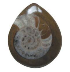 Ammonite Brown Stone