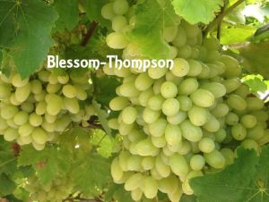 Thompson Green Seedless Grapes