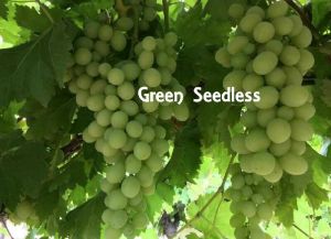 Green Seedless Grapes