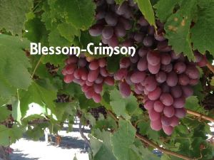 Crimson Red Seedless Grapes