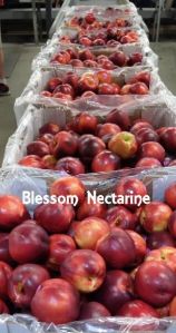 White Flesh Nectarine