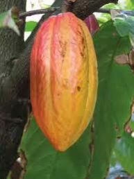 Ripe Cacao Fruit