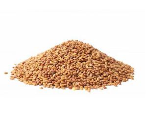 Alfalfa Lucerne Seeds