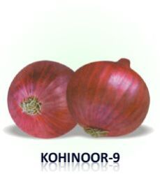 onion seed