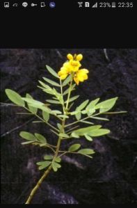Folia Sennae Plant