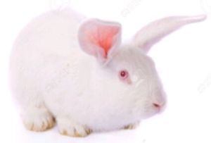 breed rabbits