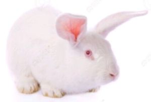 Breed Rabbits