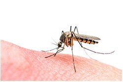 Comprehensive Mosquito Management