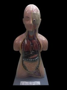 Dr.Onic Human Torso Model
