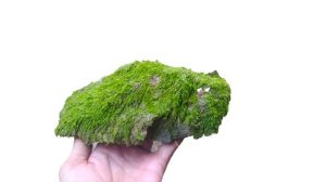 Green Moss Stone for Terrarium, Miniature Garden, Aquarium