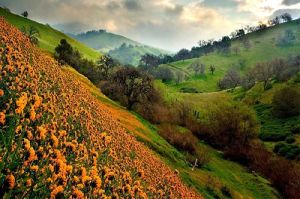 Valley of Flowers Trekking Tour Packages