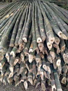 bamboo poles