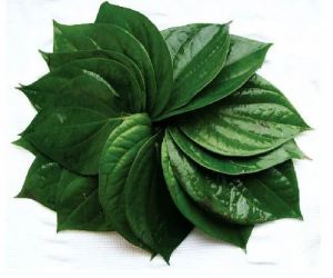 Green Kolkota Betel Leaves