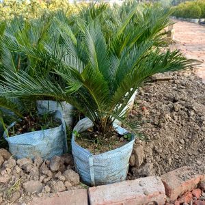 Cycas palm