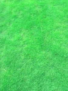 Mexican Lawn Grass