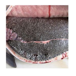 Good Quality beluga caviar