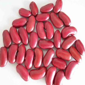 High quality crop British Red bean/red kidney bean