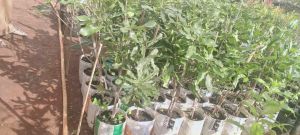 Macadamia grafting plants