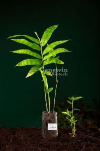 Dendrocalamus Asper Tissue Culture Bamboo Plant