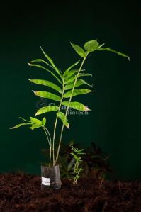Dendrocalamus Brandisii Tissue Culture Bamboo Plant