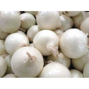 Pure White Onion