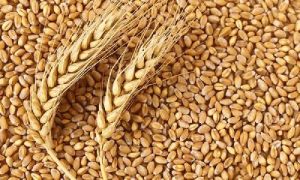 Wheat seeds (Triticum)