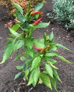Grafted Red Chilli Plant