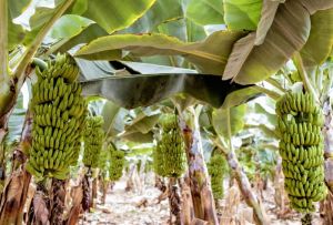 Banana Tissue Cultured Plants