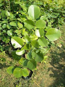 Red Sandalwood Plant