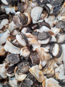 murex ramosus shell meat