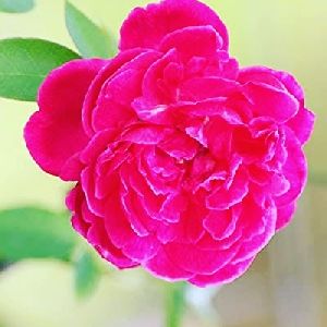 Panneer rose